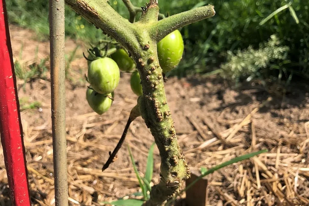 Adventitious roots forming on tomato stem.