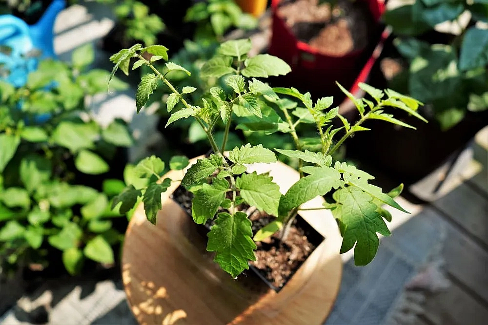 How to Harden Off Tomato Plants