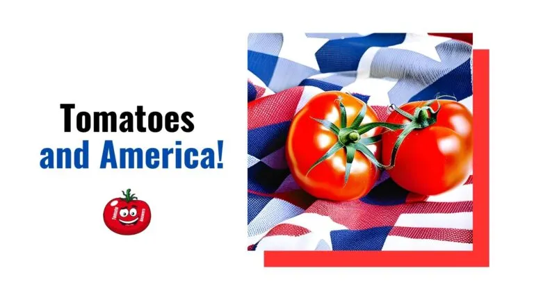 Tomatoes and America