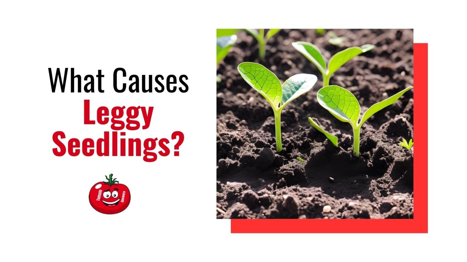 Leggy Tomato Seedlings Causes, Fixes, and Prevention » Tomato Answers