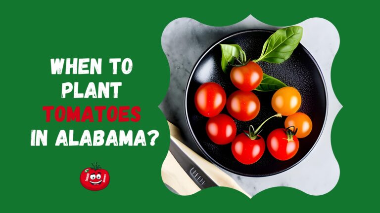 When To Plant Tomatoes In Alabama