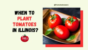 When To Plant Tomatoes In Illinois? (Best Time)