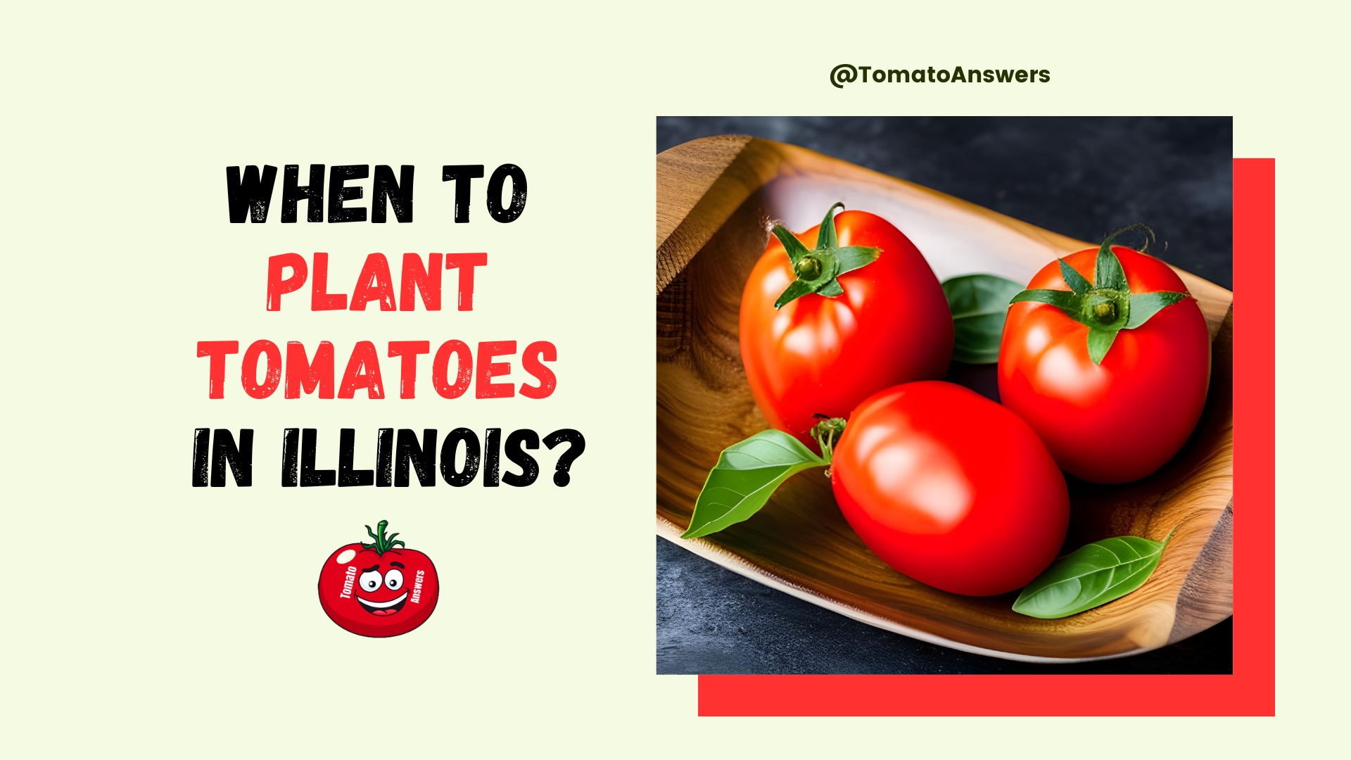 When To Plant Tomatoes In Illinois