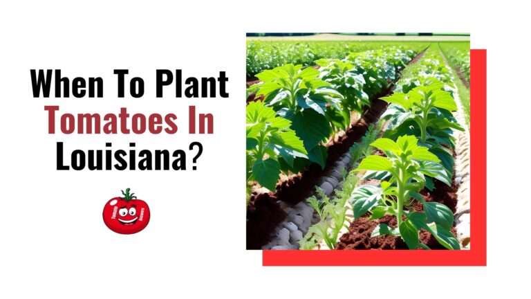 When To Plant Tomatoes In Louisiana