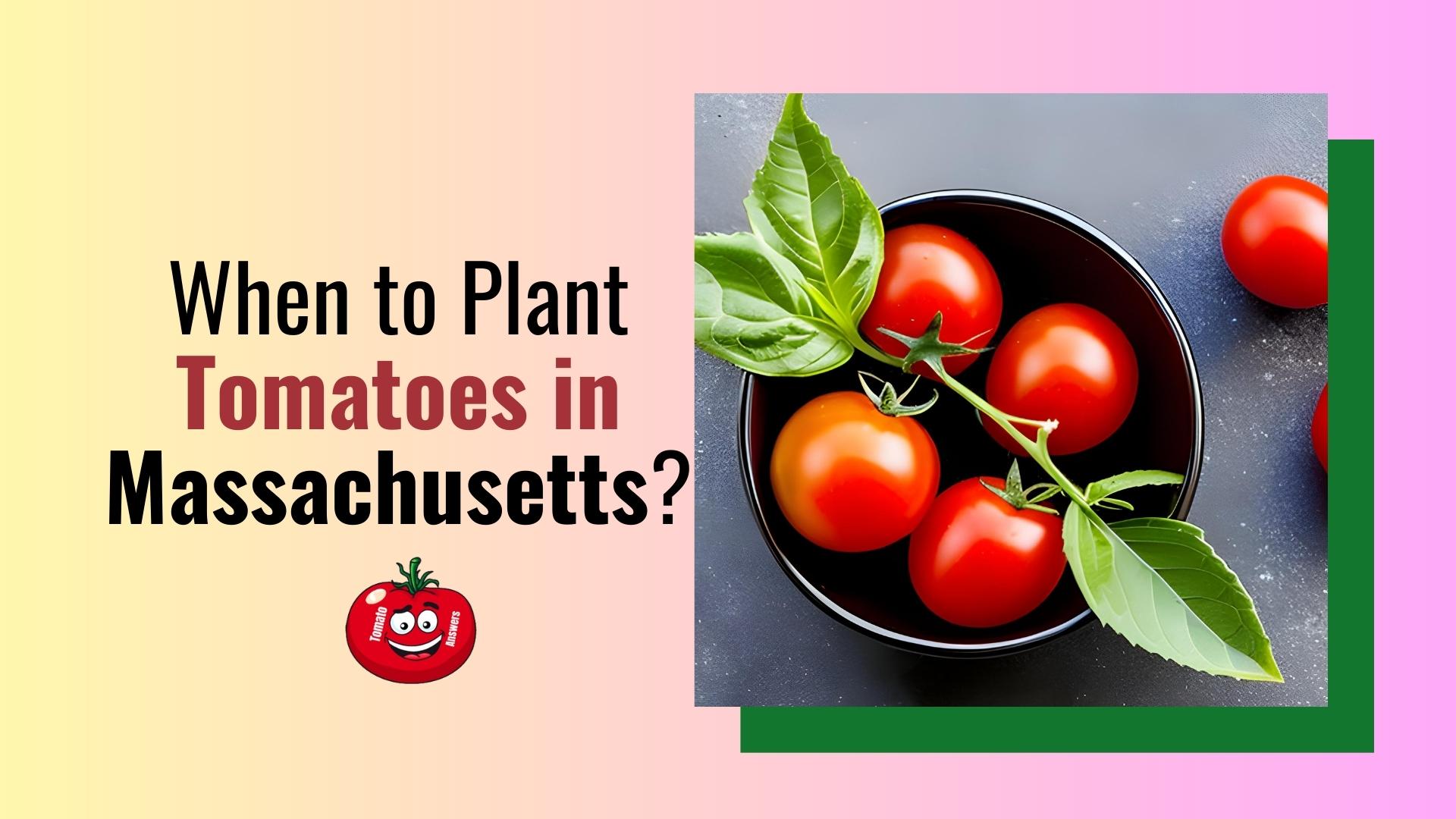 When To Plant Tomatoes In Massachusetts