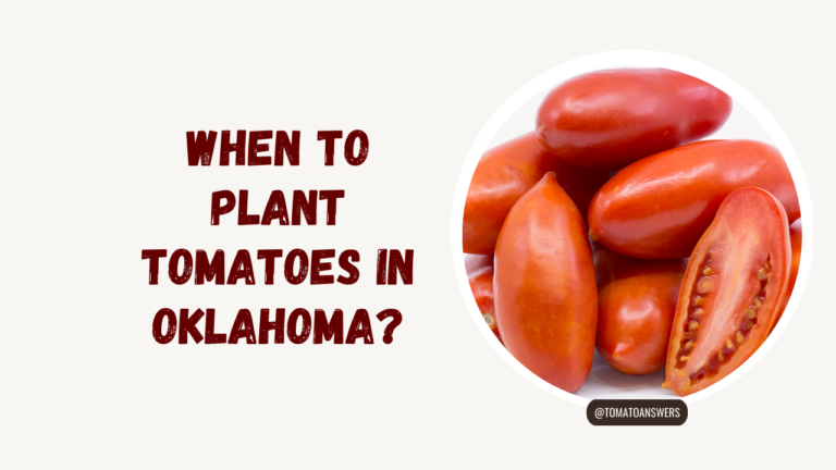 When To Plant Tomatoes In Oklahoma