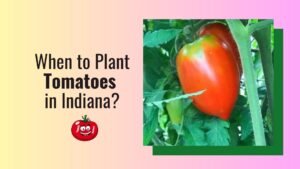 When to Plant Tomatoes in Indiana