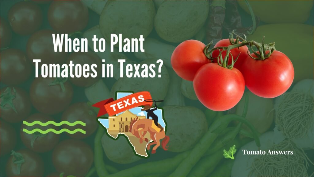 When to Plant Tomatoes in Texas