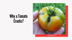 Why a Tomato Cracks and What to Do About It: Easy Solutions