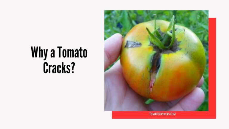 Why a Tomato Cracks and What to Do About It