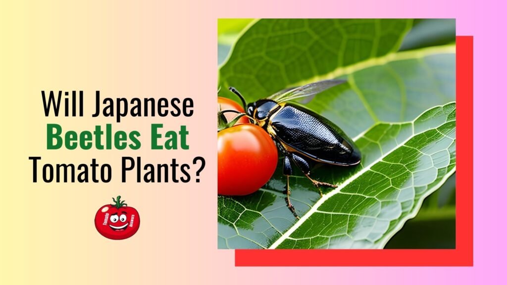 Will Japanese Beetles Eat Tomato Plants