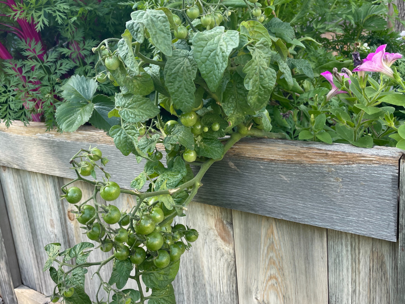 Harden Off Tomato Plants