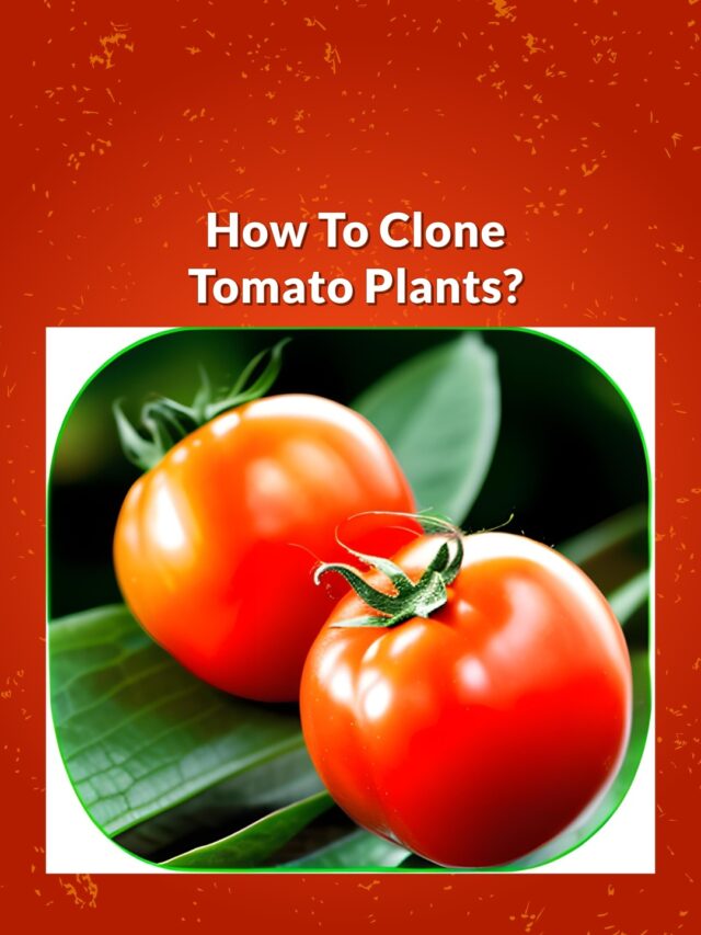 How To Clone Tomato Plants?