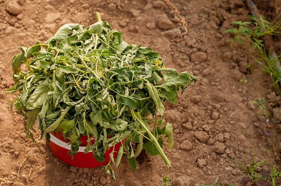 cut-tomato-leaves