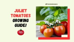 Juliet Tomatoes Growing Guide