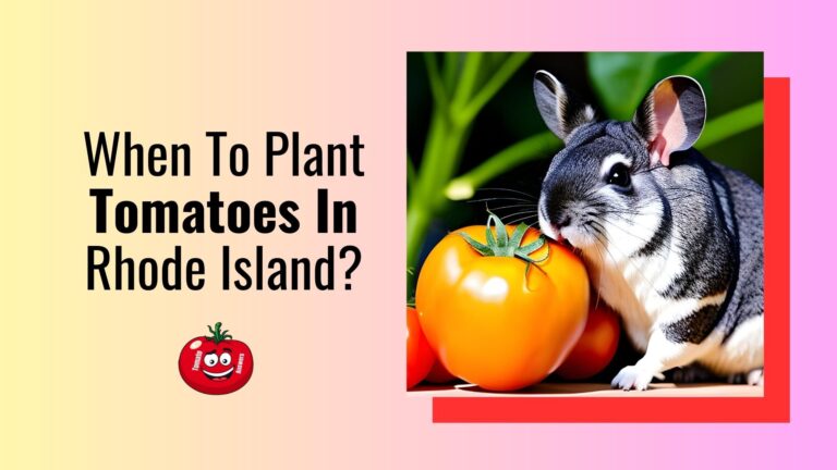 When To Plant Tomatoes In Rhode Island?