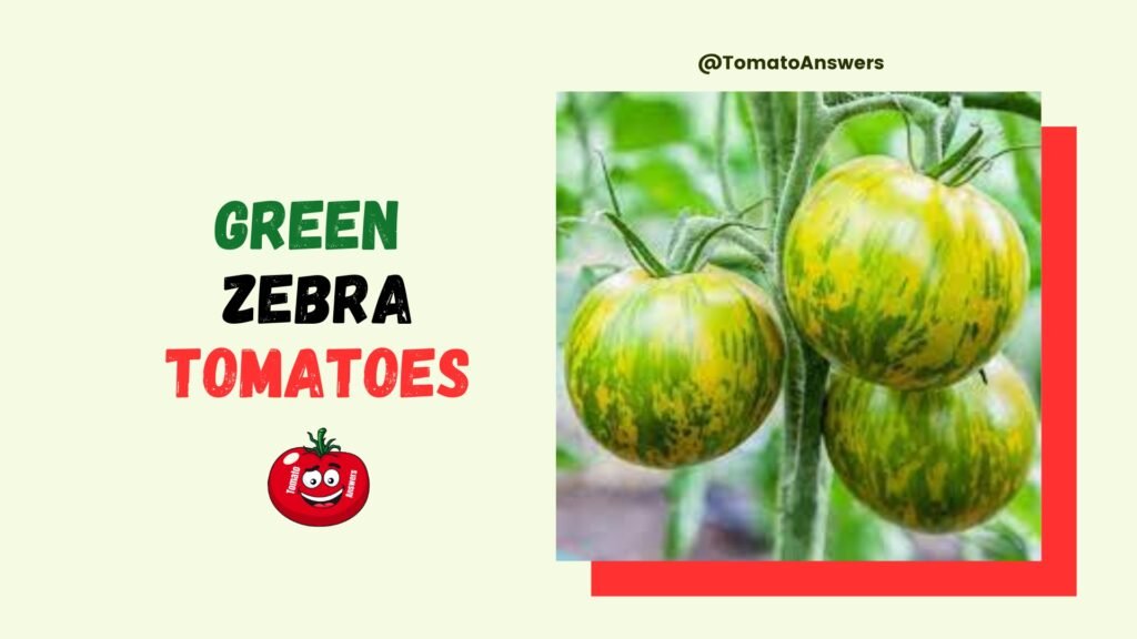 Green Zebra Tomatoes