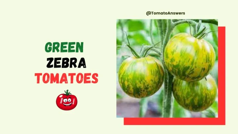Green Zebra Tomatoes
