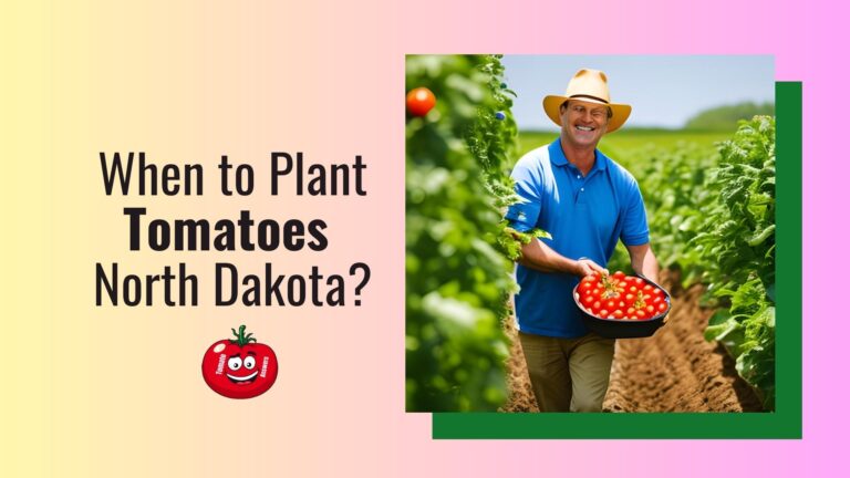 When To Plant Tomatoes In North Dakota