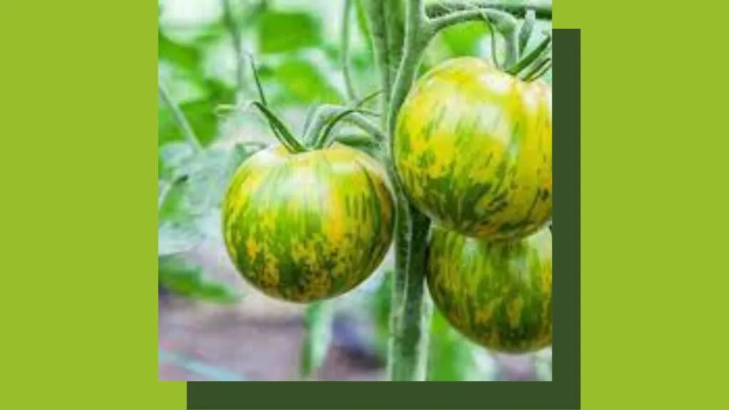 Tomato, Green Zebra