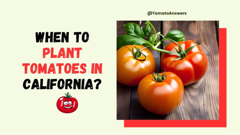 When To Plant Tomatoes In California