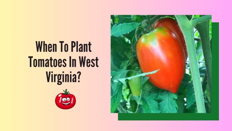 When To Plant Tomatoes In West Virginia