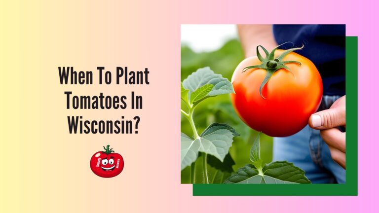 When To Plant Tomatoes In Wisconsin