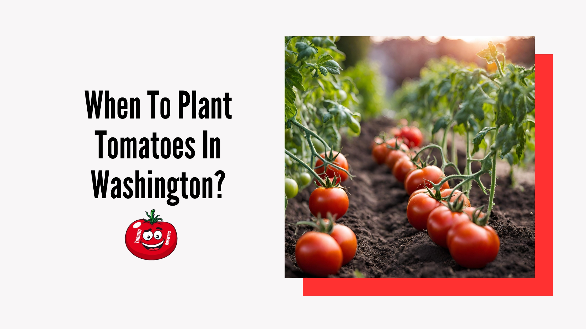 When To Plant Tomatoes In Washington?