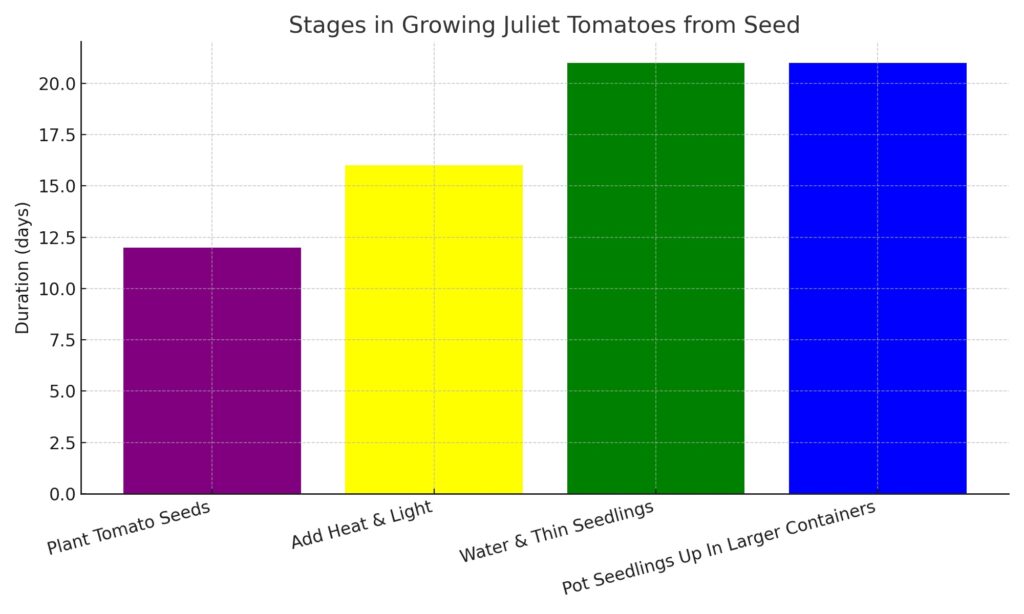 Juliet Tomato Growing Stages