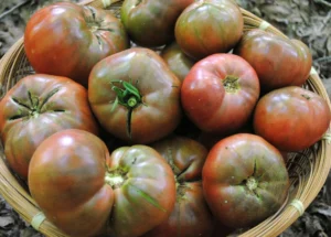 Cherokee Purple