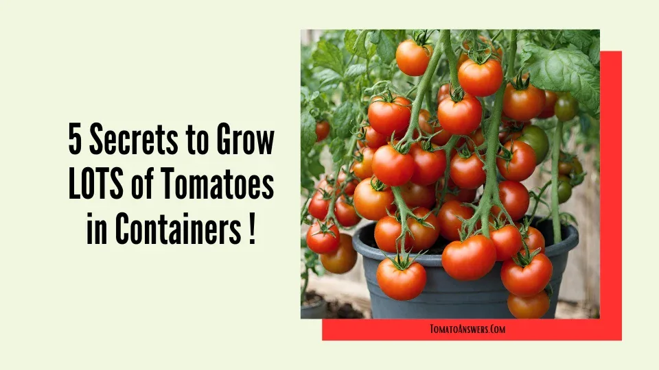Secrets to Grow LOTS of Tomatoes in Containers