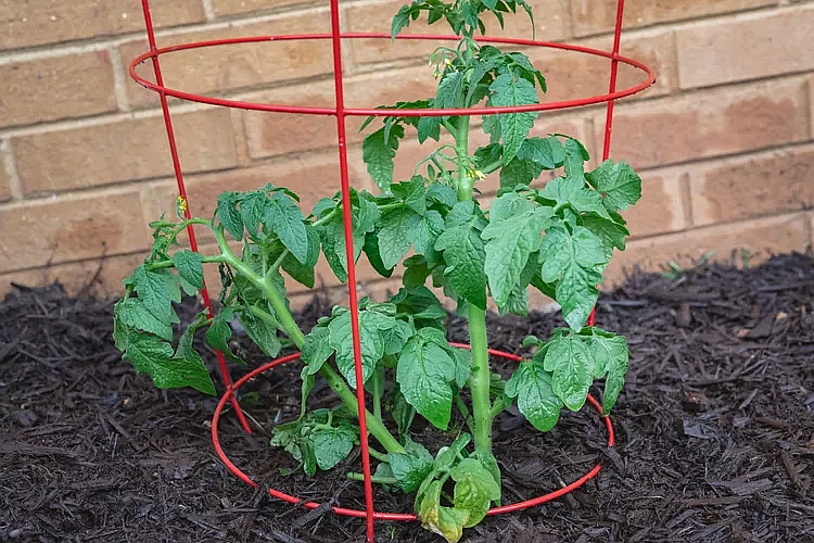 Provide Support For Potted Tomato Plants