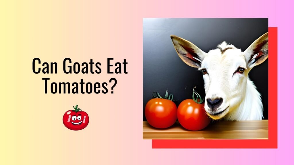Can Goats Eat Tomato Plants?