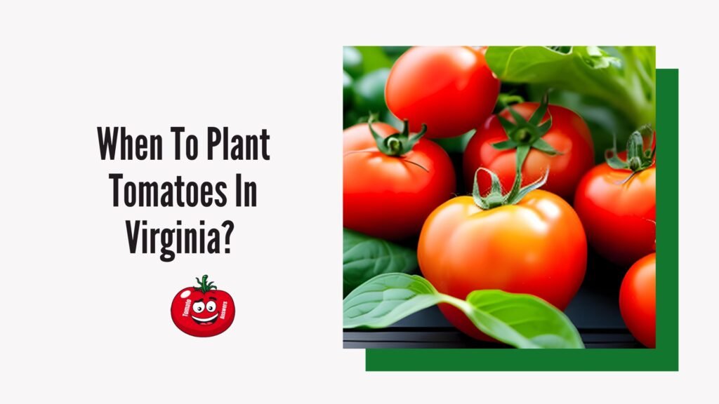 When To Plant Tomatoes In Virginia