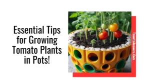 Essential Tips for Growing Tomato Plants in Pots