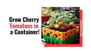 Grow Cherry Tomatoes in a Container