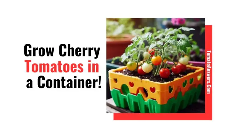 Grow Cherry Tomatoes in a Container