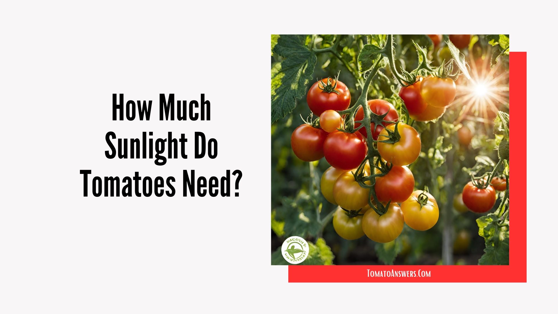 How Much Sunlight Do Tomatoes Need