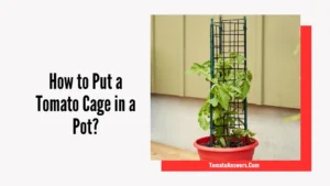 How to Put a Tomato Cage in a Pot?