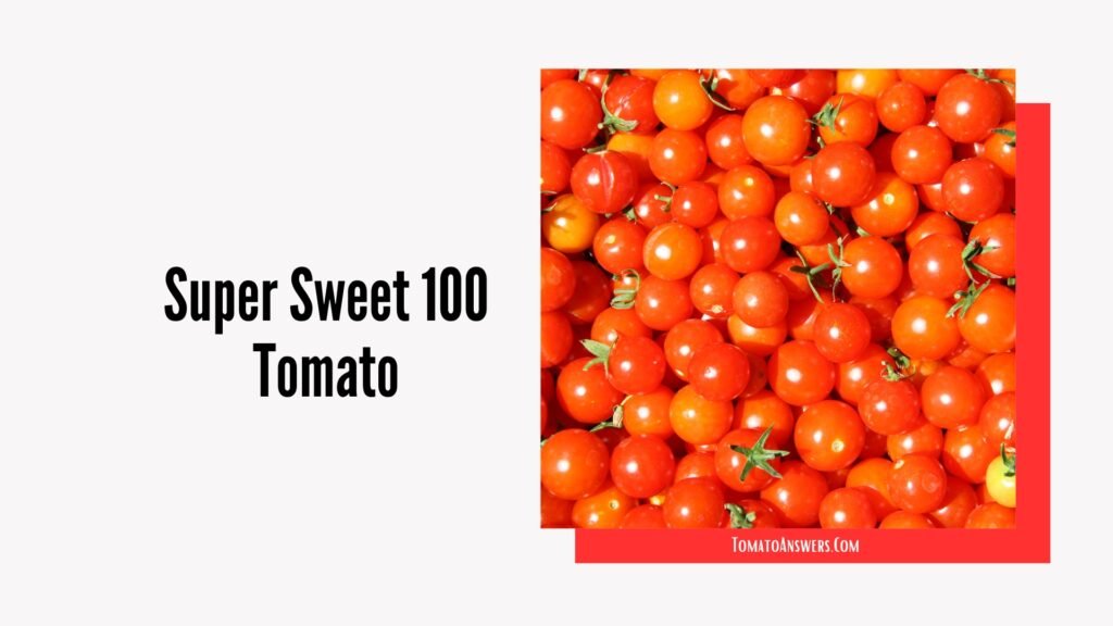 Super Sweet 100 Tomato