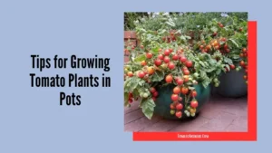 12 Essential Tips for Growing Tomato Plants in Pots