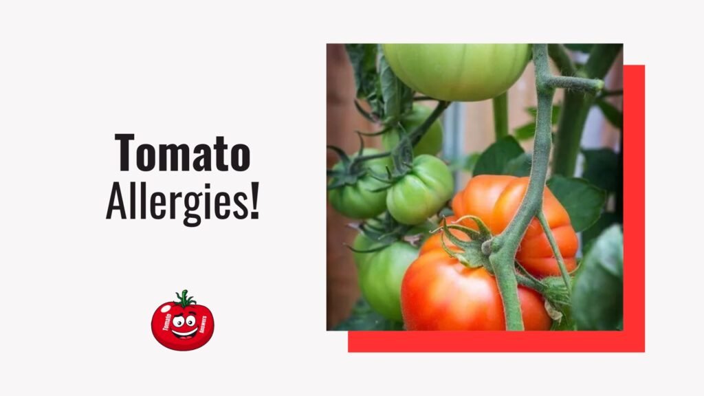 Tomato Allergies