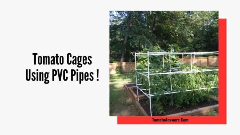 Tomato Cages Using PVC Pipes
