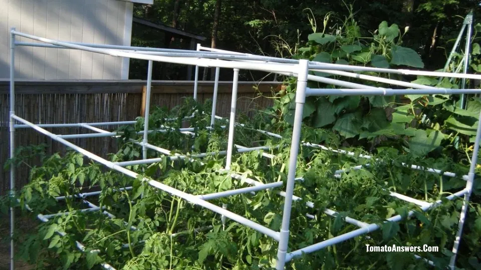 Tomato Cages Using PVC Pipes