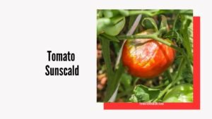 Tomato Sunscald: Prevent, Identify & Treat This Common Problem