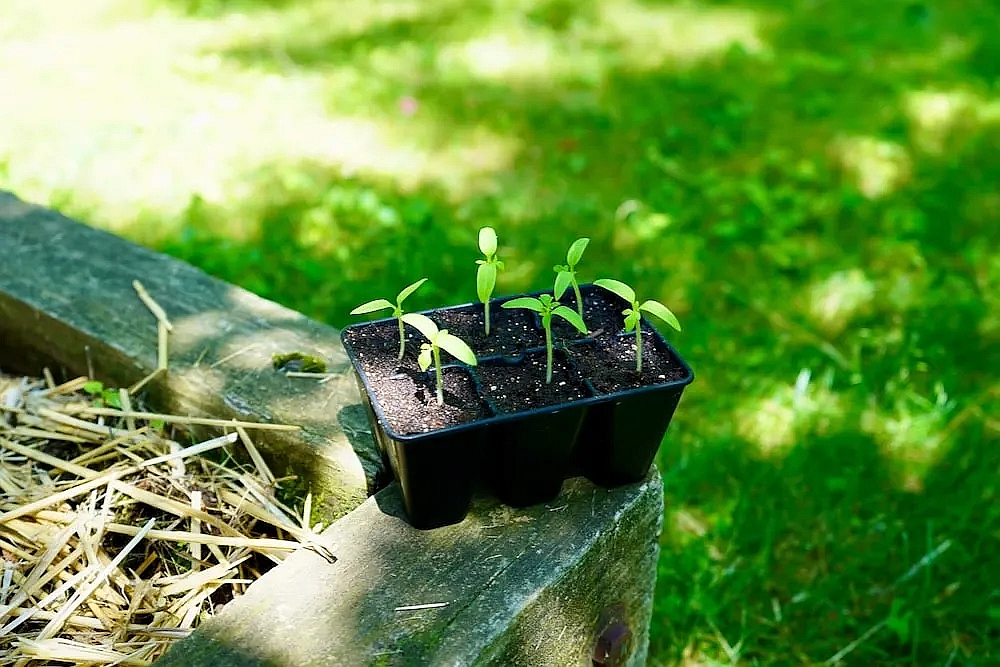 Can you grow tomatoes in the shade?