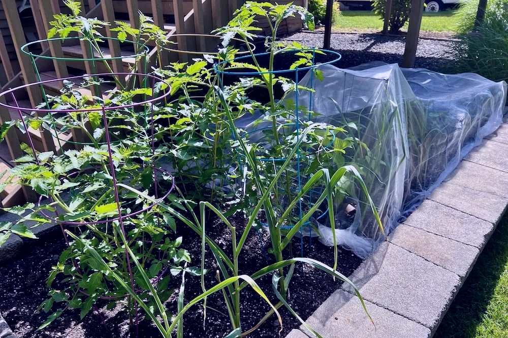 Tomato Plants Naturally Search For Light