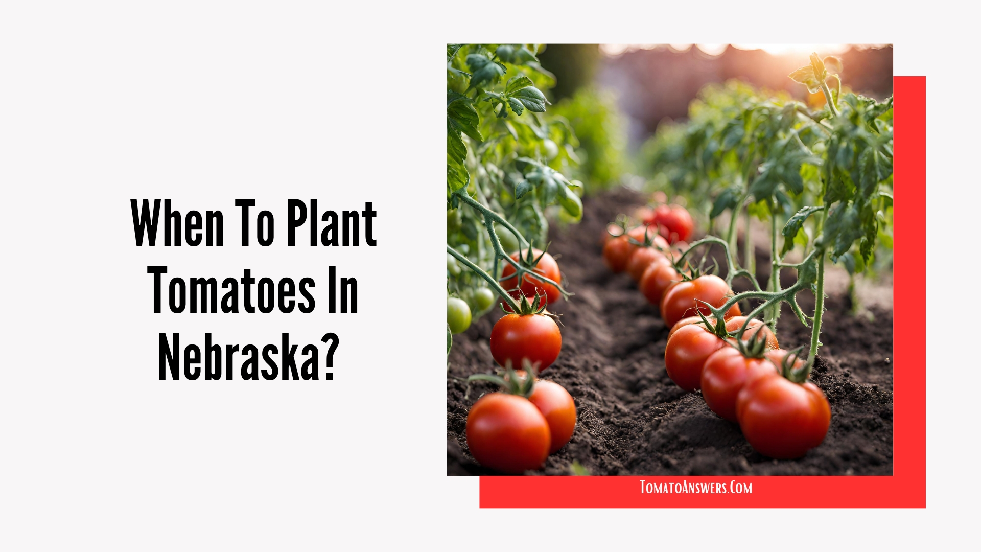 When To Plant Tomatoes In Nebraska?