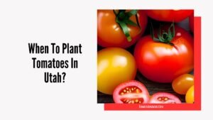 When To Plant Tomatoes In Utah? Best Time & Tips for Success