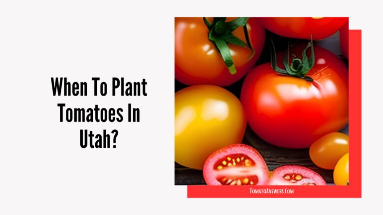 When To Plant Tomatoes In Utah